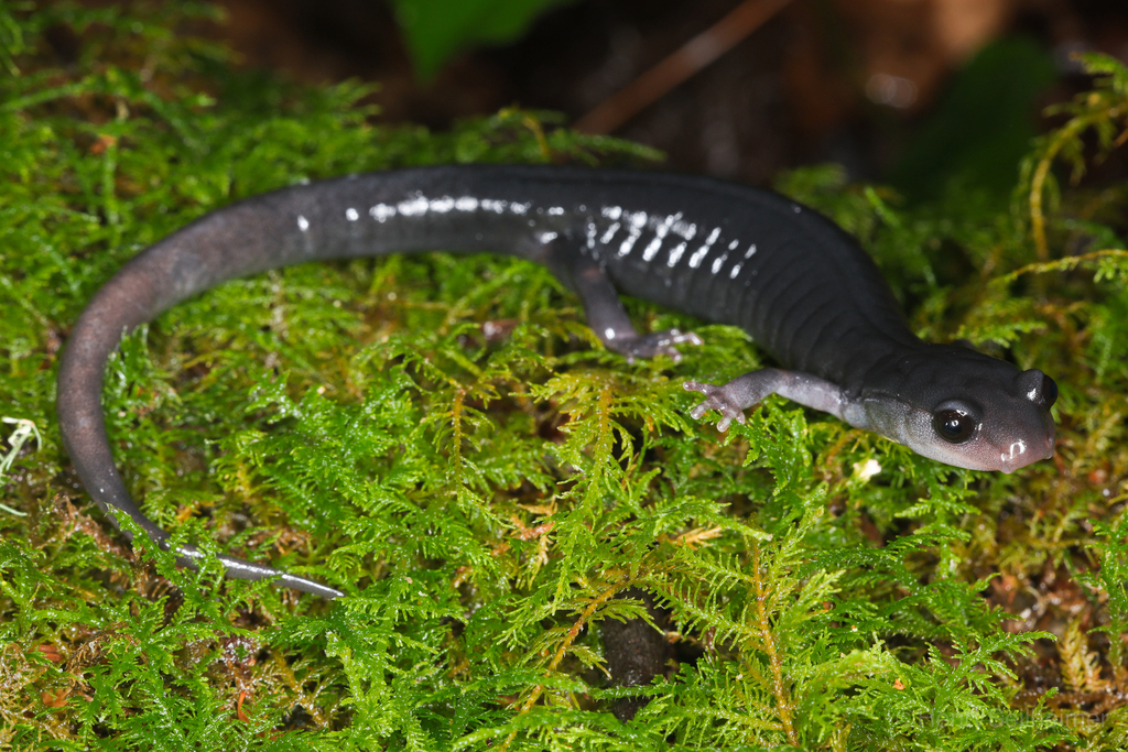Southern Gray-Cheeked Salamander
