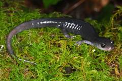 Southern Gray-Cheeked Salamander photo 1