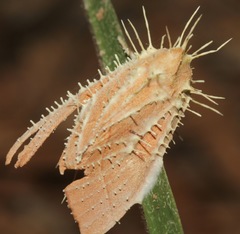 Akanthomyces