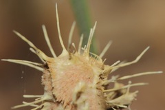 Akanthomyces