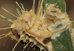 Akanthomyces