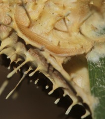 Akanthomyces