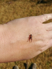 Diaphorocellus biplagiatus