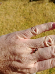 Diaphorocellus biplagiatus