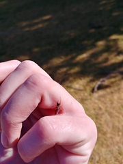 Diaphorocellus biplagiatus