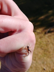 Diaphorocellus biplagiatus