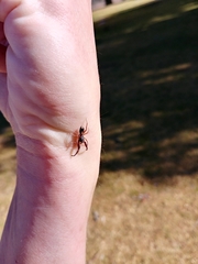 Diaphorocellus biplagiatus