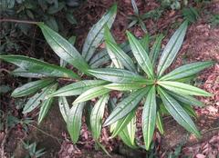 Ardisia lindleyana