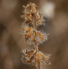Stachys aspera