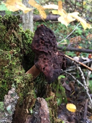 Gyromitra