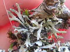 Heterodermia leucomelos