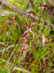 Caladenia filamentosa