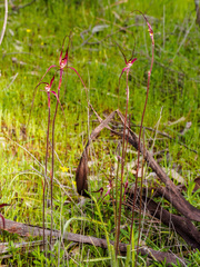 Caladenia filamentosa