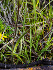 Caladenia filamentosa