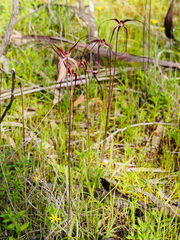 Caladenia filamentosa