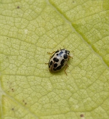 Anisosticta bitriangularis