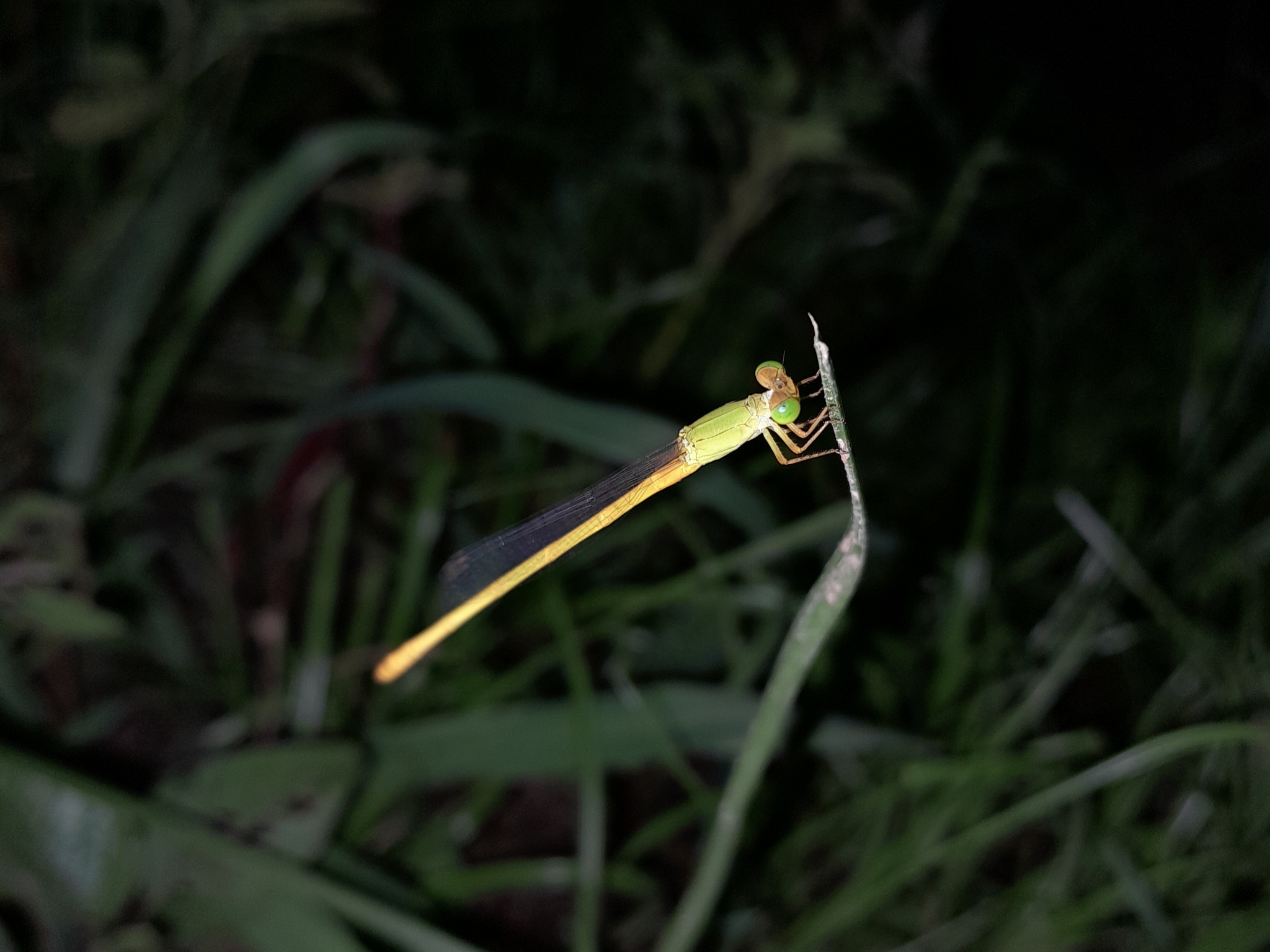 Coromandel Marsh Dart