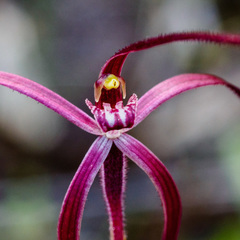 Caladenia filamentosa