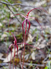 Caladenia filamentosa