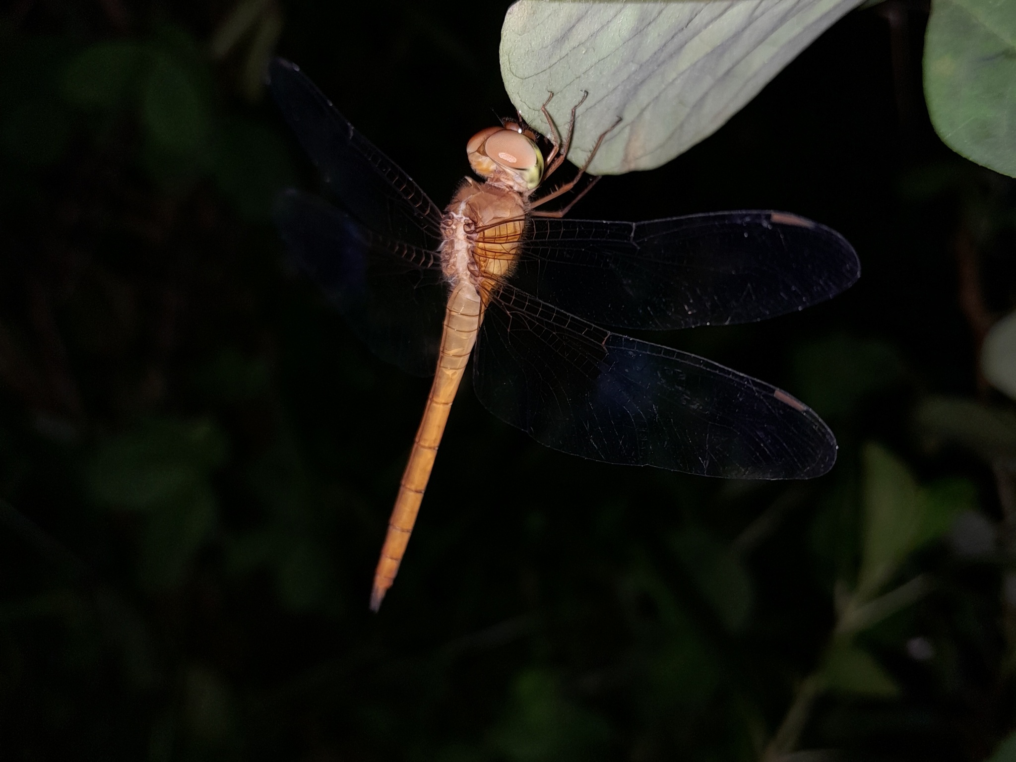 Coral-Tailed Cloudwing