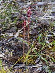 Caladenia filamentosa
