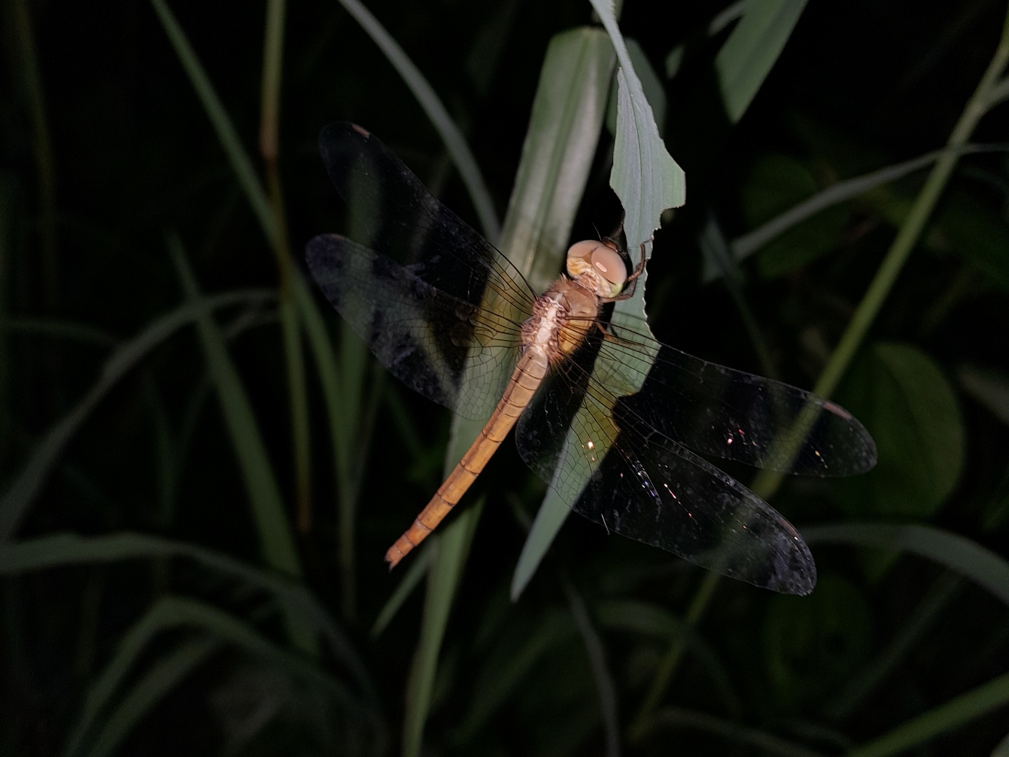 Coral-Tailed Cloudwing