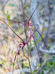 Caladenia filamentosa