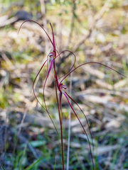 Caladenia filamentosa