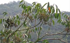 Toxicodendron succedaneum