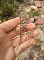 Indigofera pilgeriana