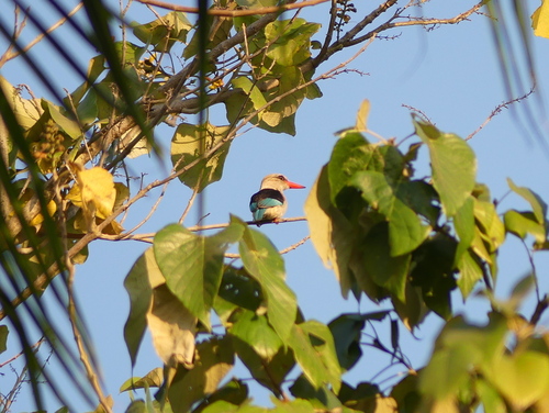 Brown-hooded Kingfisher