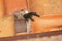 Avicularia