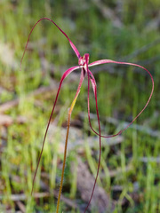 Caladenia filamentosa