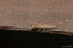 Chaeteessa