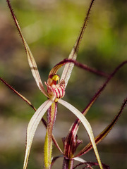 Caladenia filamentosa