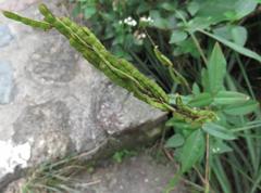 Grona heterocarpos angustifolia