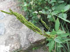 Grona heterocarpos angustifolia