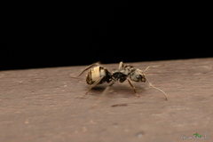 Dolichoderus bispinosus