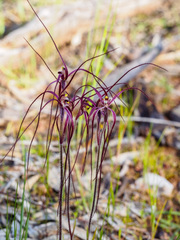 Caladenia filamentosa
