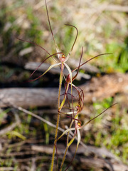 Caladenia filamentosa