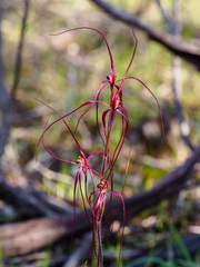 Caladenia filamentosa