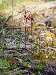 Caladenia filamentosa