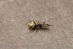 Dolichoderus bispinosus