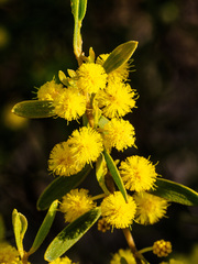 Acacia lanigera
