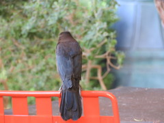 Quiscalus mexicanus