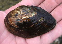 Hamiota altilis