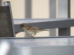 Passer domesticus