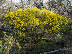 Acacia lanigera