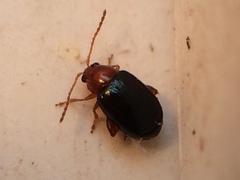 Glyptina
