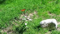 Danaus plexippus
